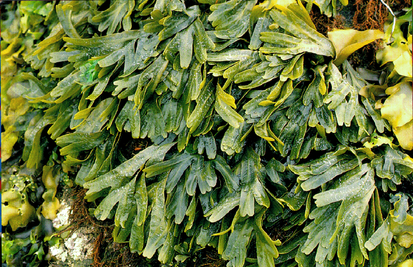 Alga-fucus-adhara-ayurveda-nutricionizam