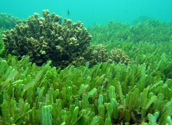 Alge-zracenje-i-eliminacija-teskih-metala-adhara-ayurveda-nutricionizam