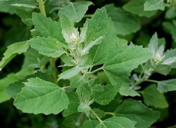 Loboda–zaboravljena-biljka-ayurveda-nutricionizam