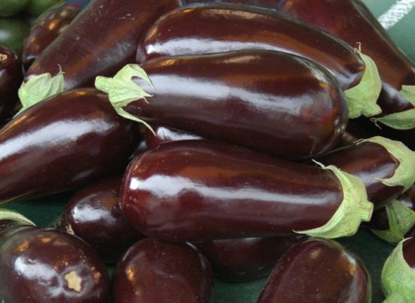 Patlidan-u-ulju-ayurveda-nutricionizam