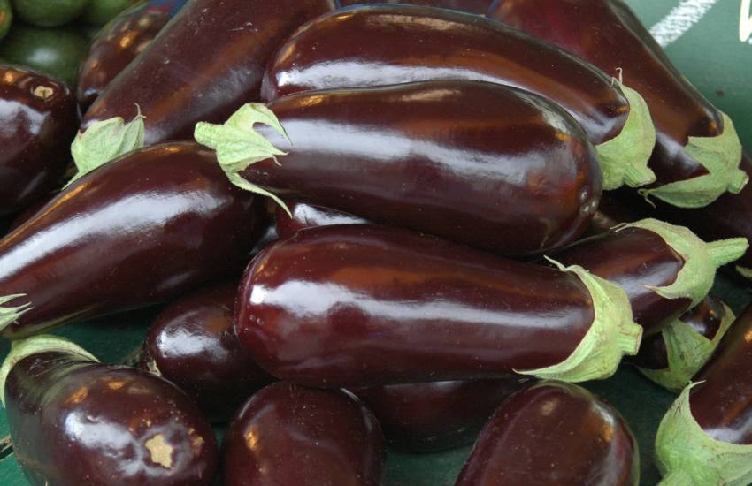 Patlidan-u-ulju-ayurveda-nutricionizam