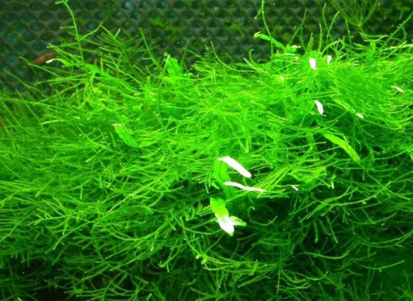 Pocetna-hipotireoza-i-alge-adhara-ayurveda-nutricionizam