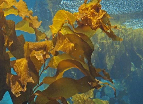 Alga-kelp-adhara-ayurveda-nutricionizam