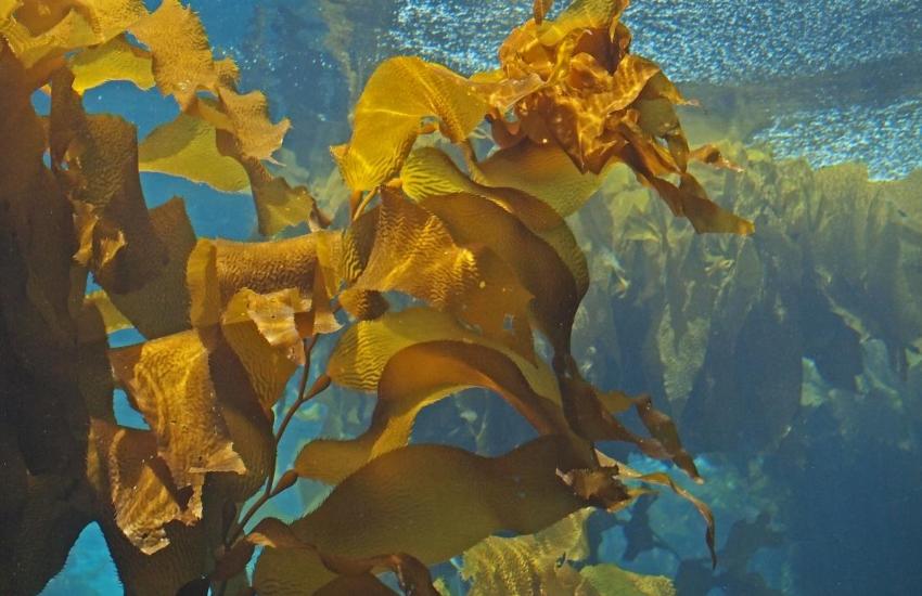 Alga-kelp-adhara-ayurveda-nutricionizam