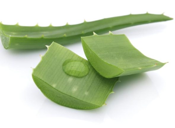 Clanak-aloe-vera-biljni-laboratorij-adhara-ayurveda-nutricionizam