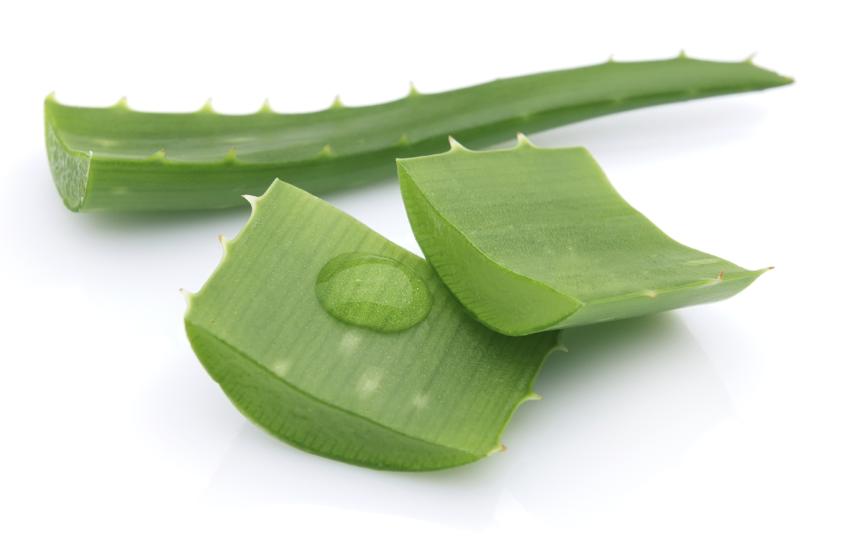 Clanak-aloe-vera-biljni-laboratorij-adhara-ayurveda-nutricionizam