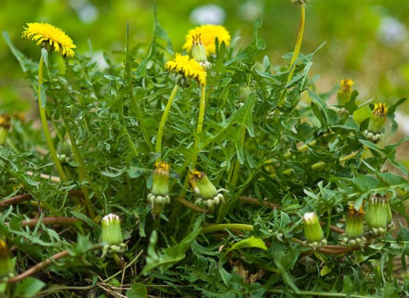 maslacak-adhara-nutricionizam-ayurveda