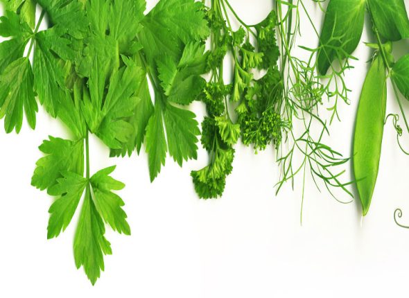 svjeze-zacinsko-bilje-adhara-nutricionizam-ayurveda