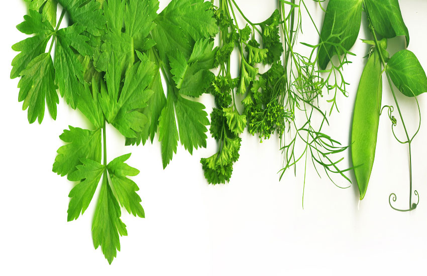 svjeze-zacinsko-bilje-adhara-nutricionizam-ayurveda