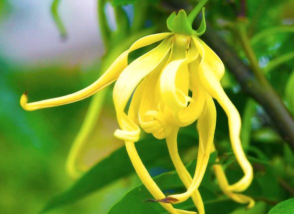 ylang-ylang-adhara-nutrcionizam-ayurveda